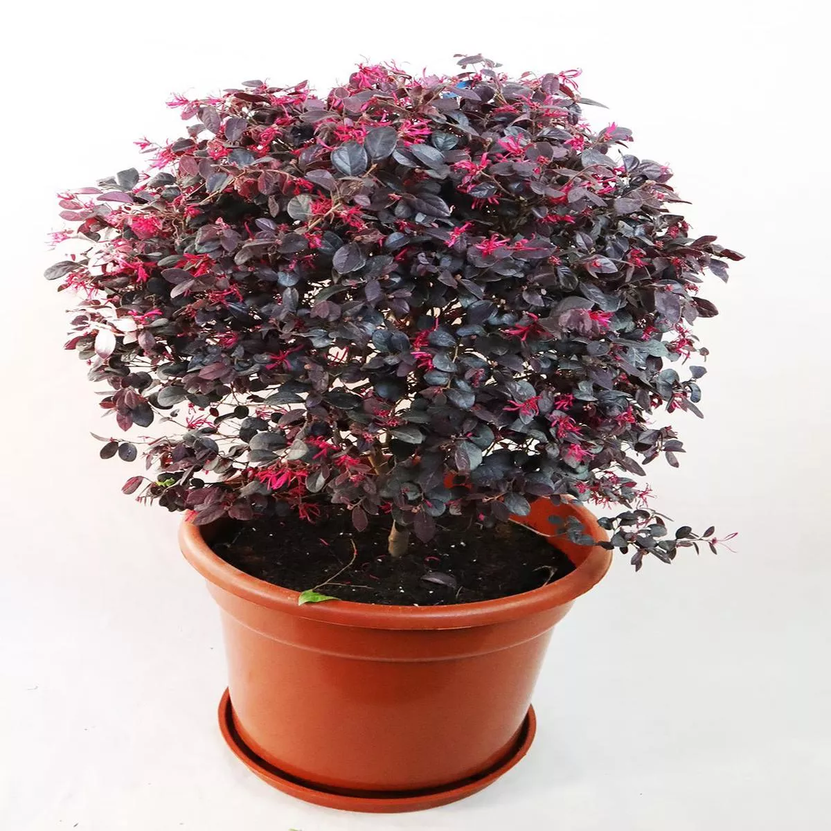 Chinese Fringe Flower