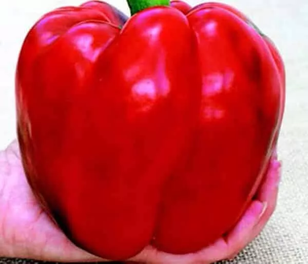 Chinese Giant Bell Pepper - 4" pot