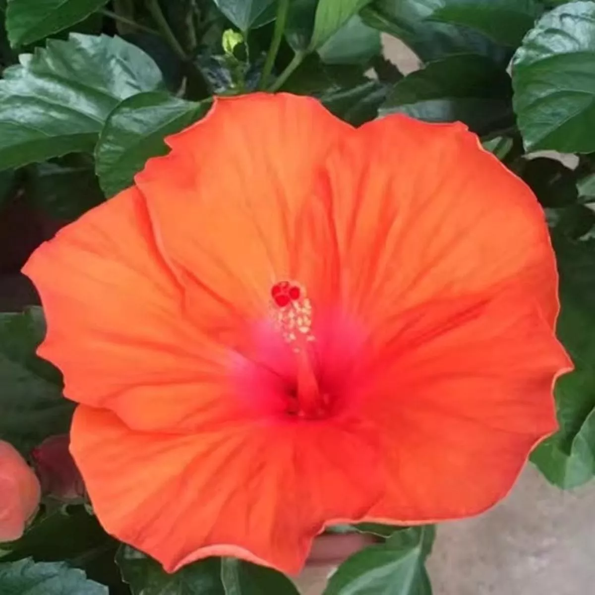 Chinese Hibiscus – Orange | 10-Pot