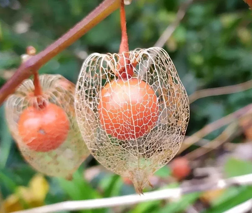 Chinese Lantern Seeds