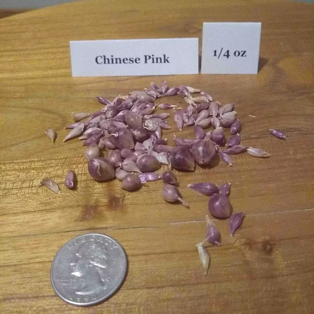 Chinese Pink