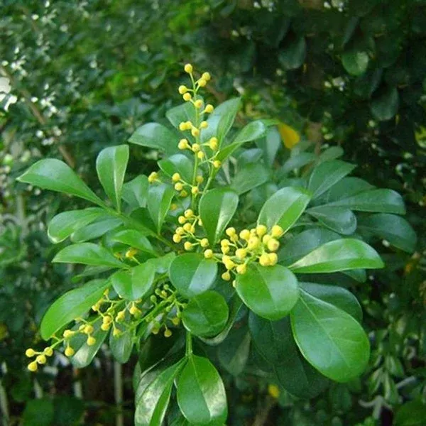 Chinese Rice Flower