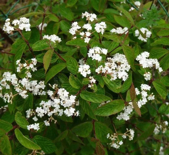 Chinese Viburnum Seeds