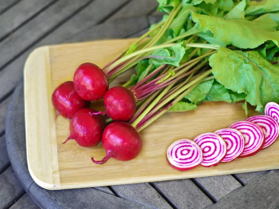 Chioggia Guardsmark Organic Beet Seeds