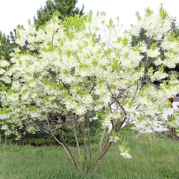 Chionanthus virginicus- White Fringe Tree