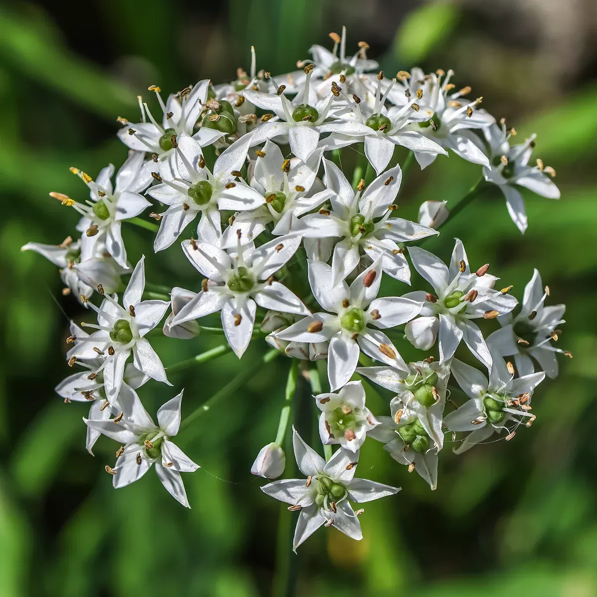 Chives, Garlic (Allium tuberosum)