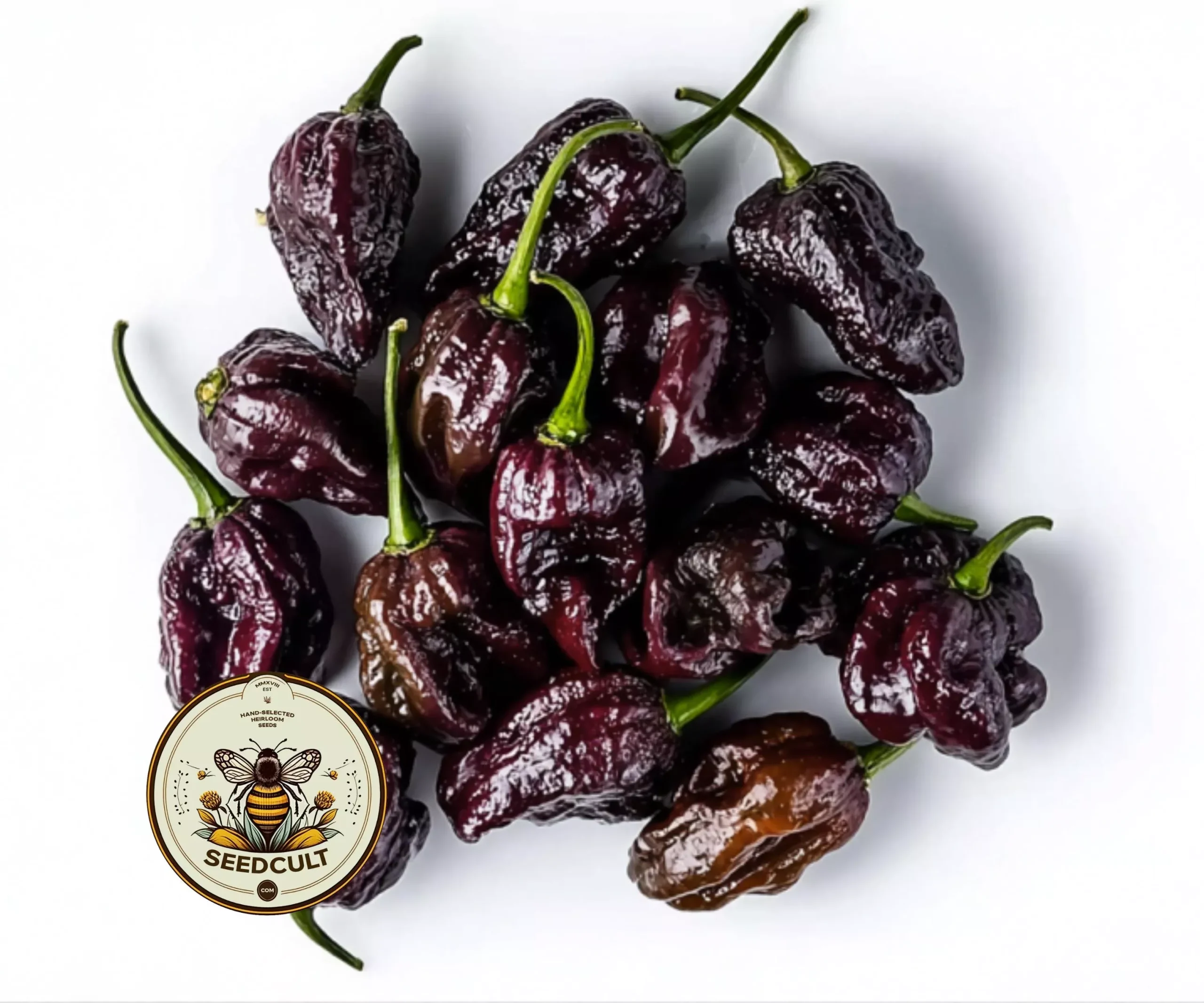 CHOCOLATE CAROLINA REAPER PEPPER