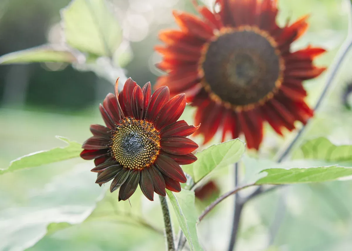 Chocolate Cherry - Sunflower Seeds