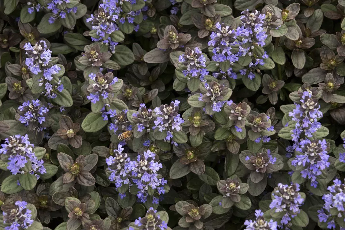 Chocolate Chip Ajuga