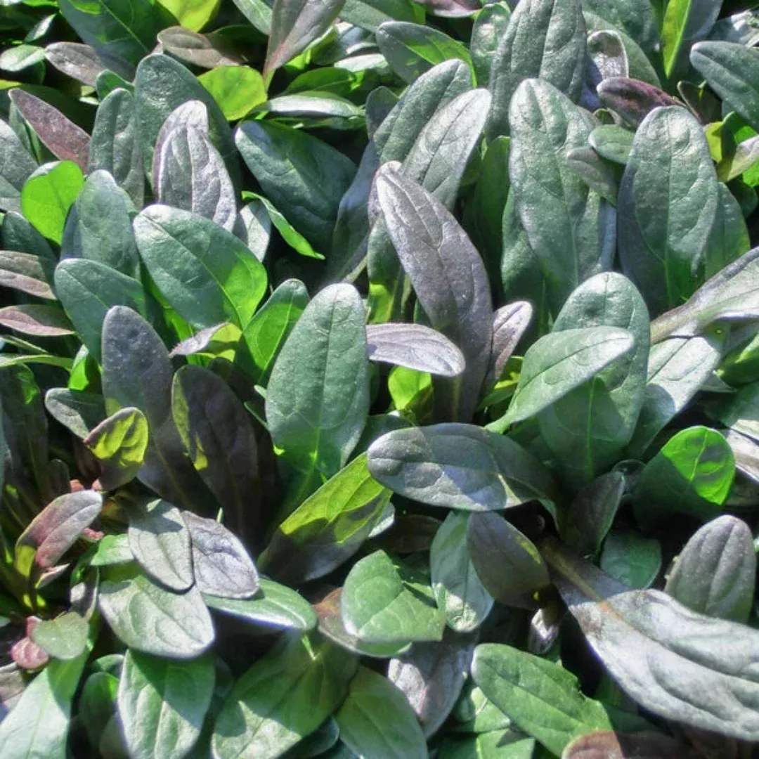 Chocolate Chip Bugleweed - [EG]