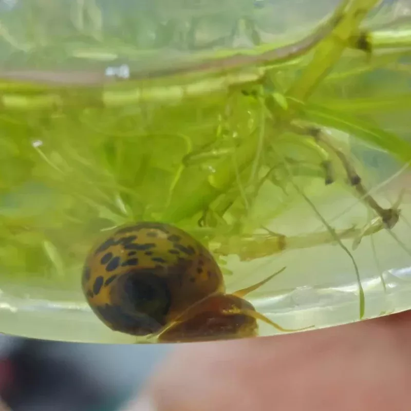 Chocolate Leopard Ramshorn Snails (Planorbella duryi) – Unique Patterned Cleanup Crew for Freshwater Tanks
