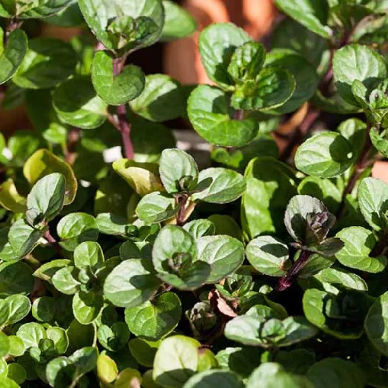 Chocolate Mint Plant Plug (Mentha x piperita 'Chocolate Mint') – Aromatic Herb with a Delightful Minty Chocolate Scent