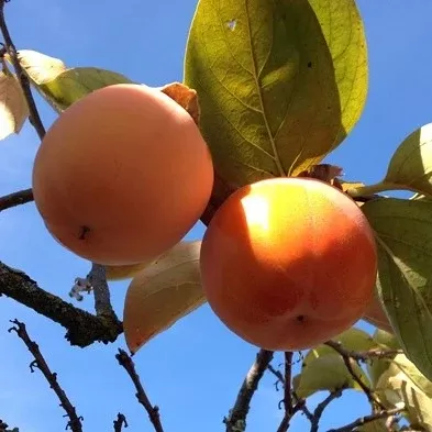 Chocolate Persimmon