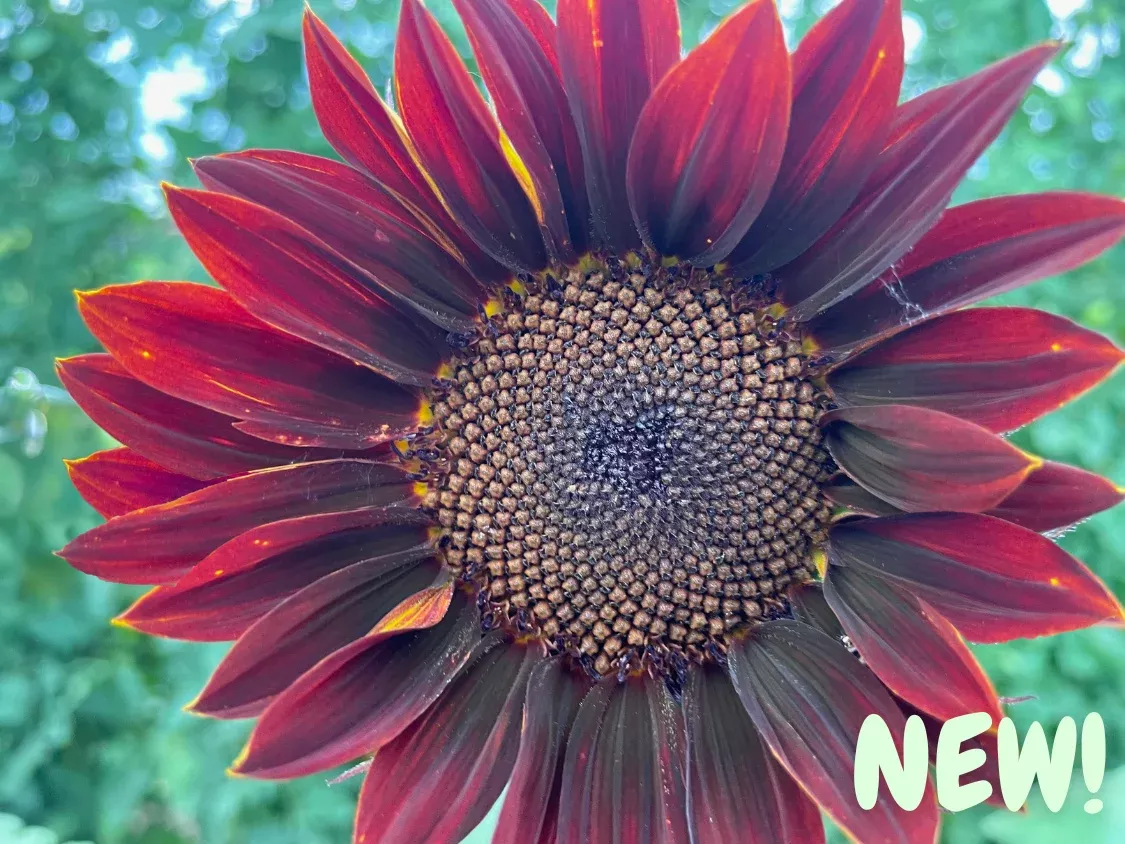 Chocolate Sunflower Seeds