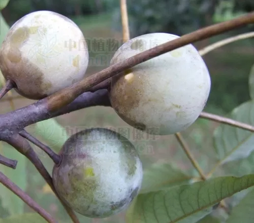 Choerospondias axillaris seeds