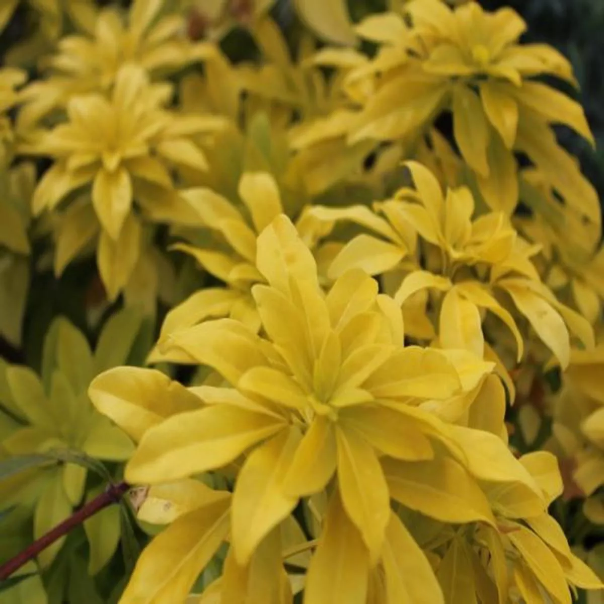 Choisya ternata SundanceMexican orange blossom