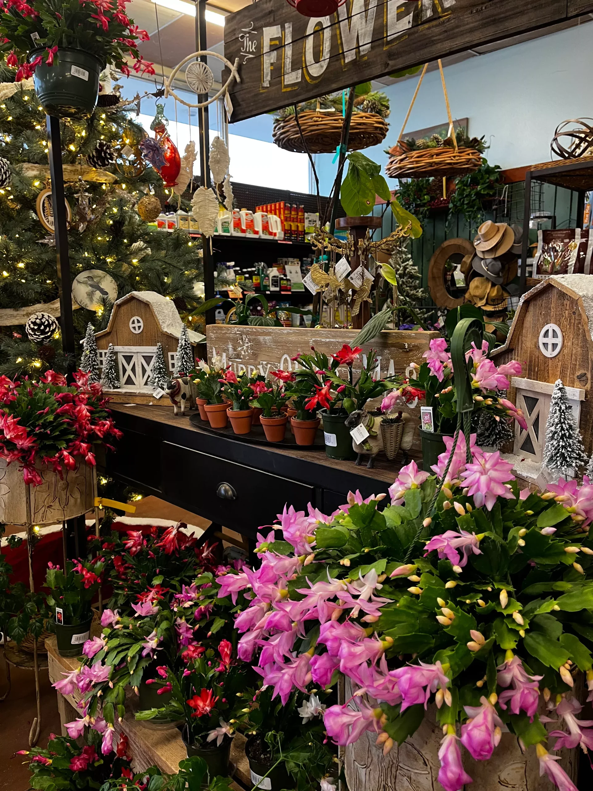 CHRISTMAS CACTUS/ Thanksgiving Cactus