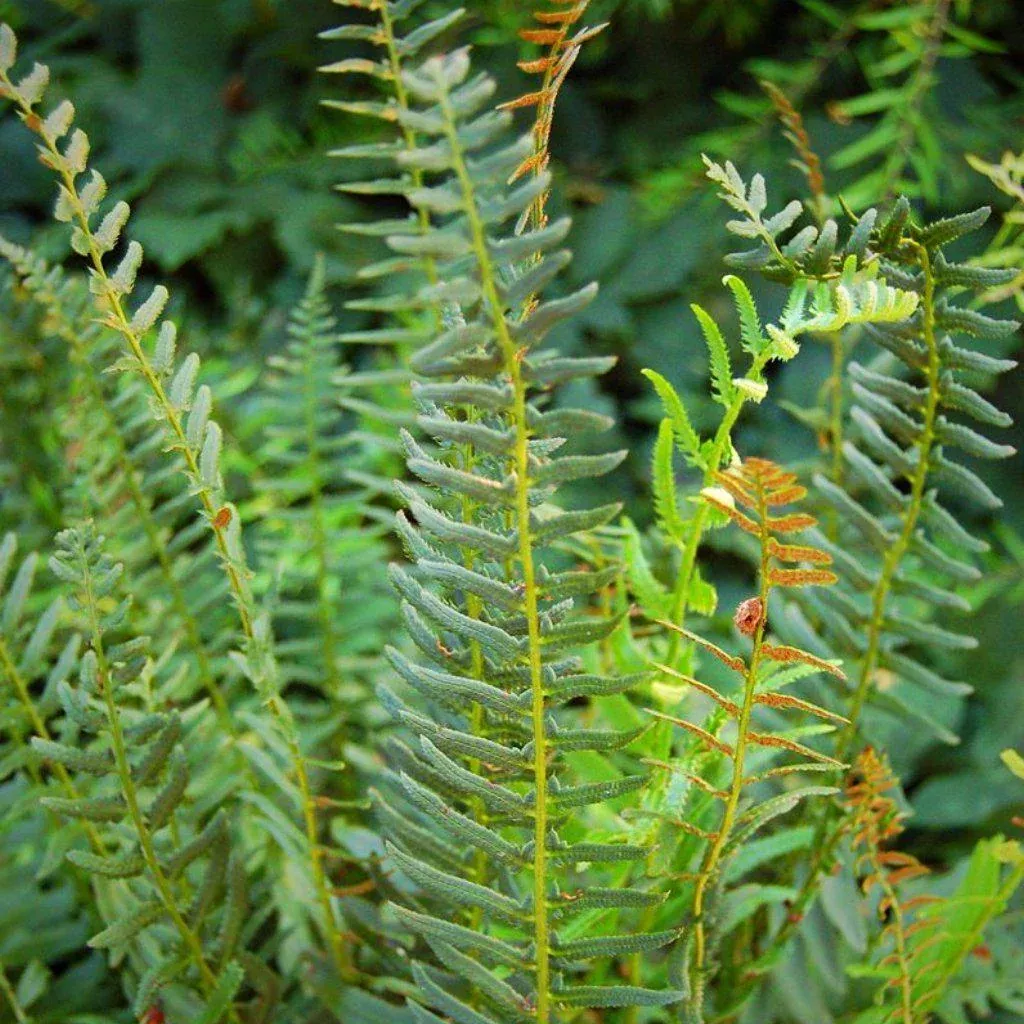 Christmas Fern
