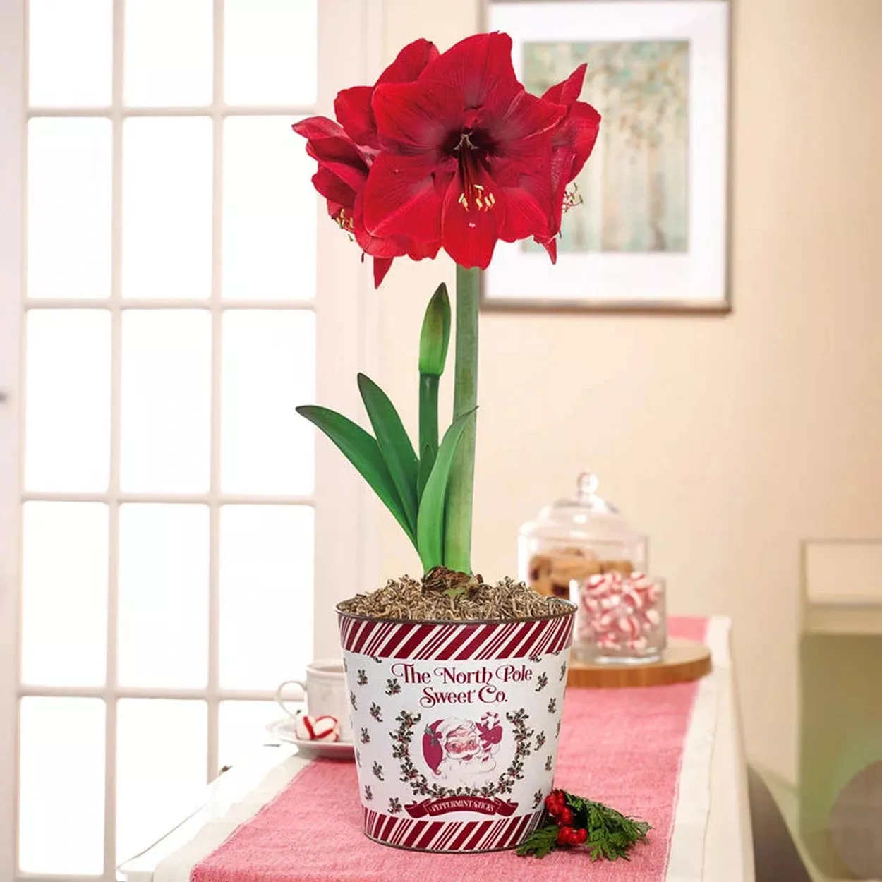 Christmas Miracle Amaryllis