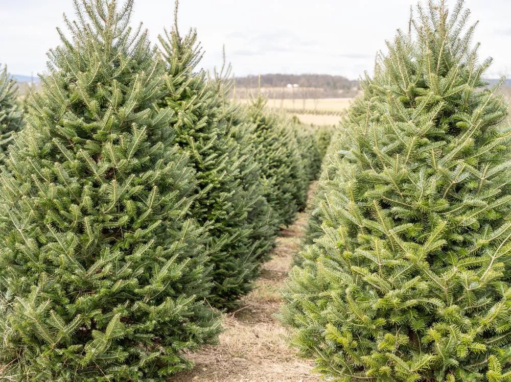 Christmas Tree - Fraser - 8'-9' - Premium