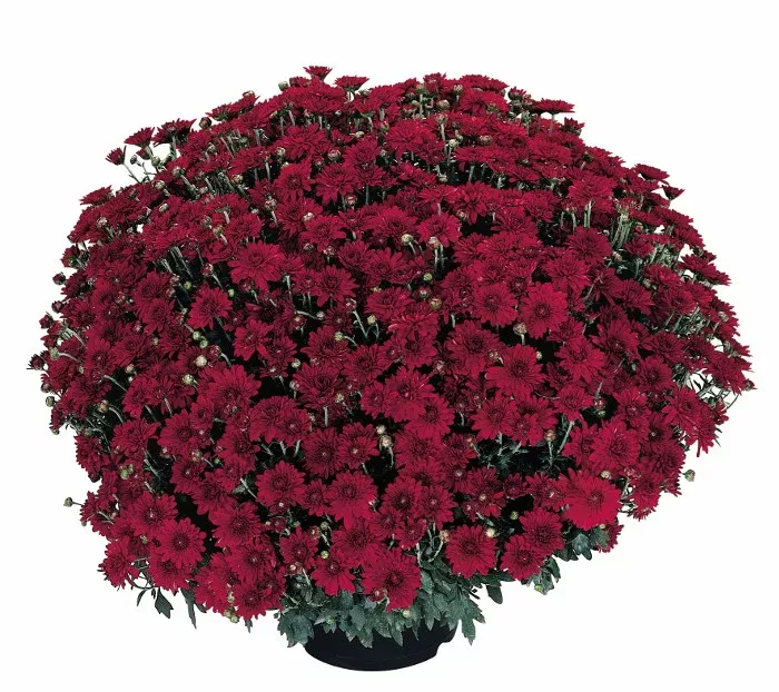 Chrysanthemum 'Belgian Mums Camina Red'