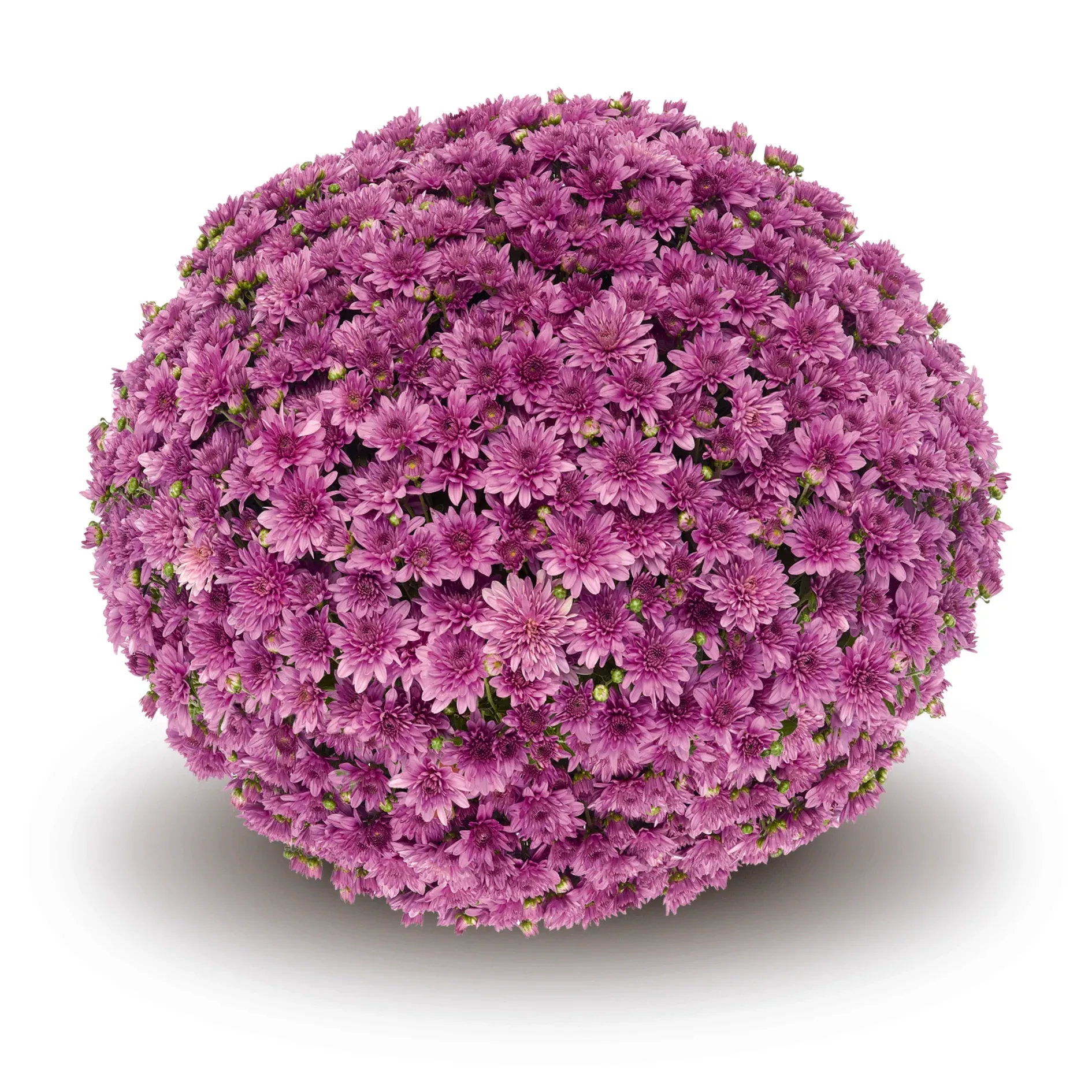 Chrysanthemum 'Belgian Mums Fonti Dark Pink'