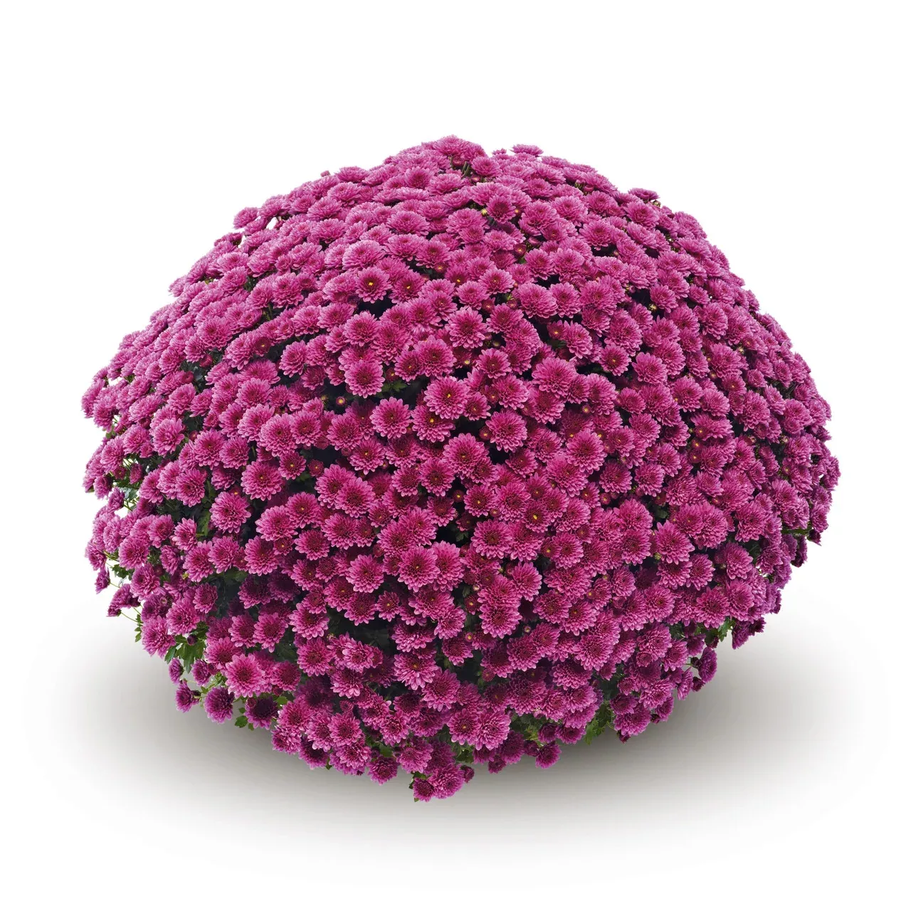 Chrysanthemum 'Belgian Mums Jasoda Purple'