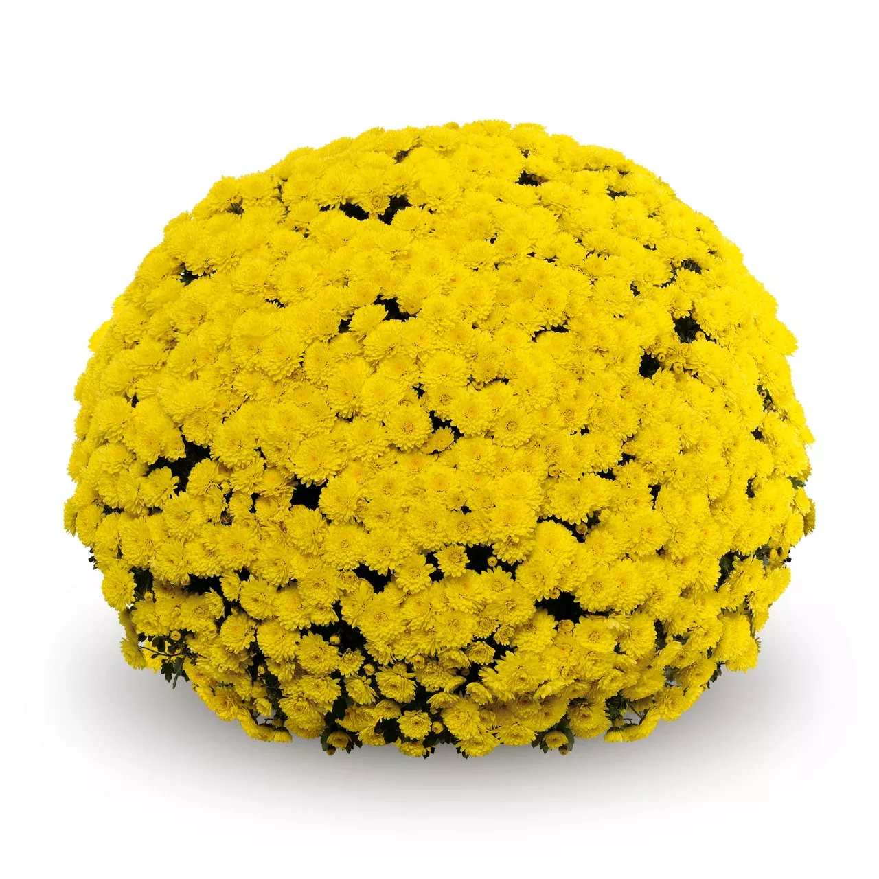 Chrysanthemum 'Belgian Mums Mouria Yellow'