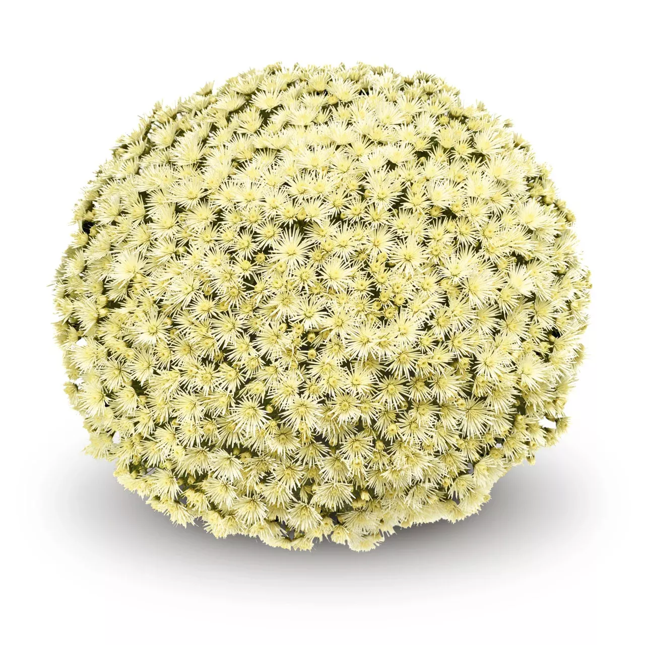 Chrysanthemum 'Belgian Mums Possidi™ White'