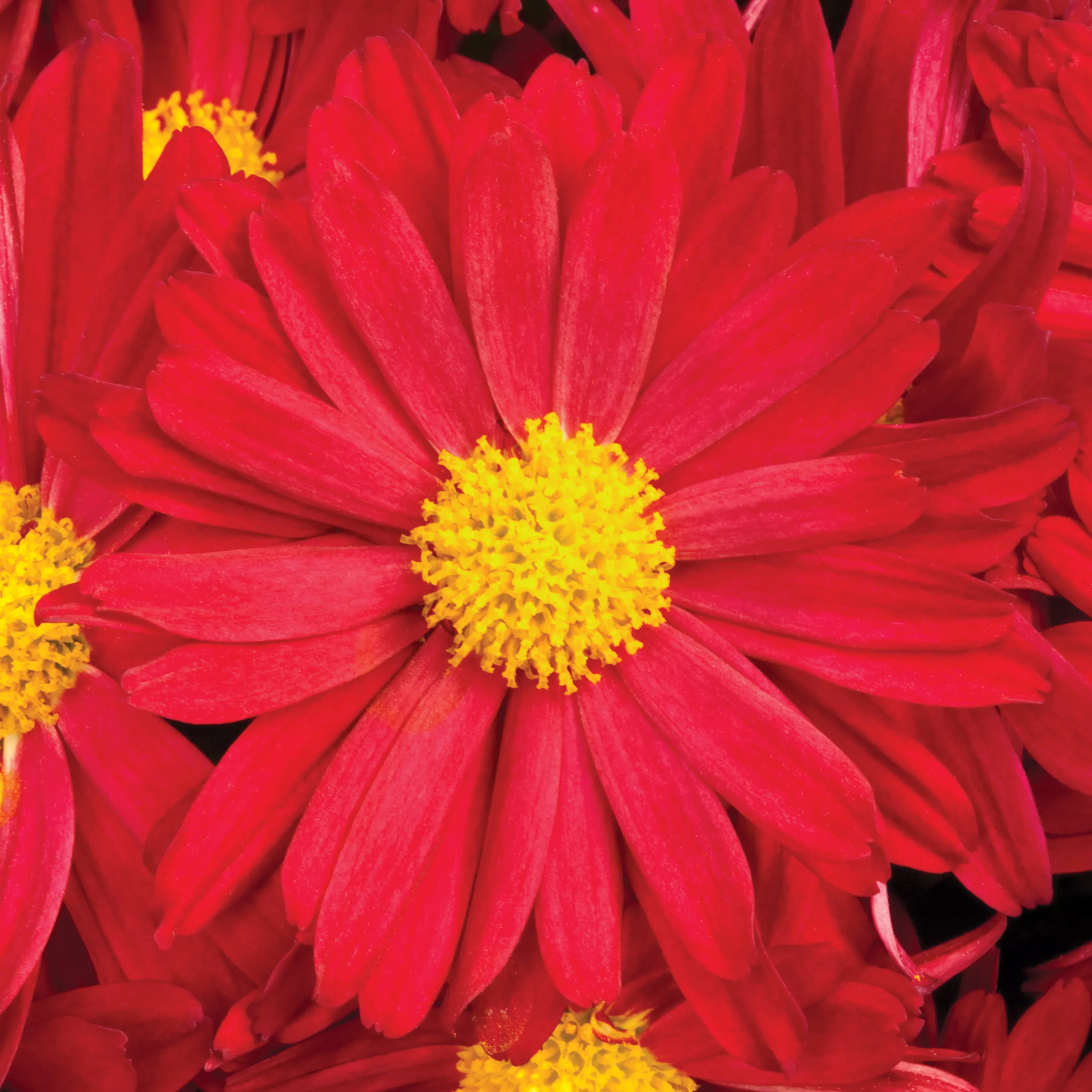 Chrysanthemum 'Bonnie Red'