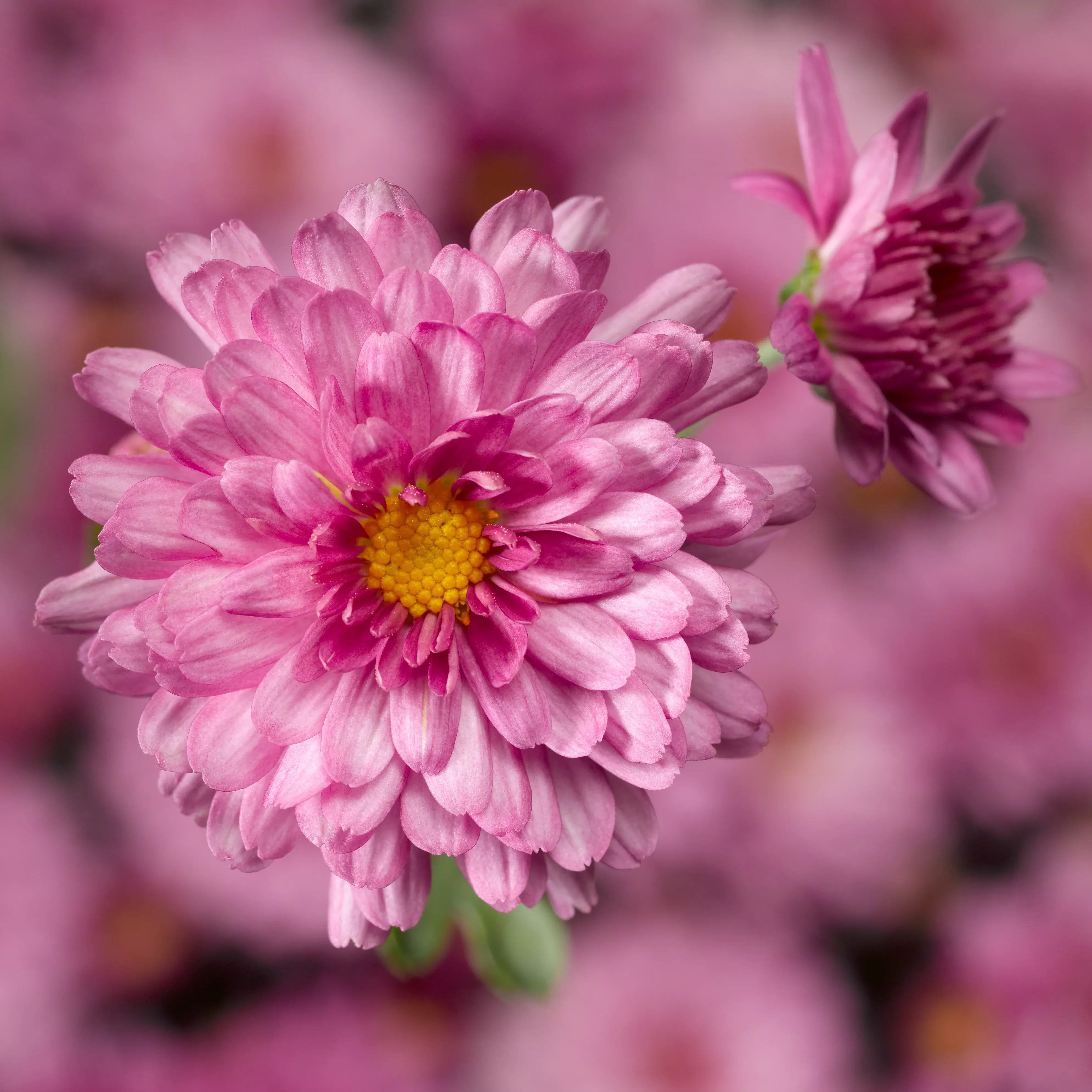 Chrysanthemum 'Chelsey™ Pink'
