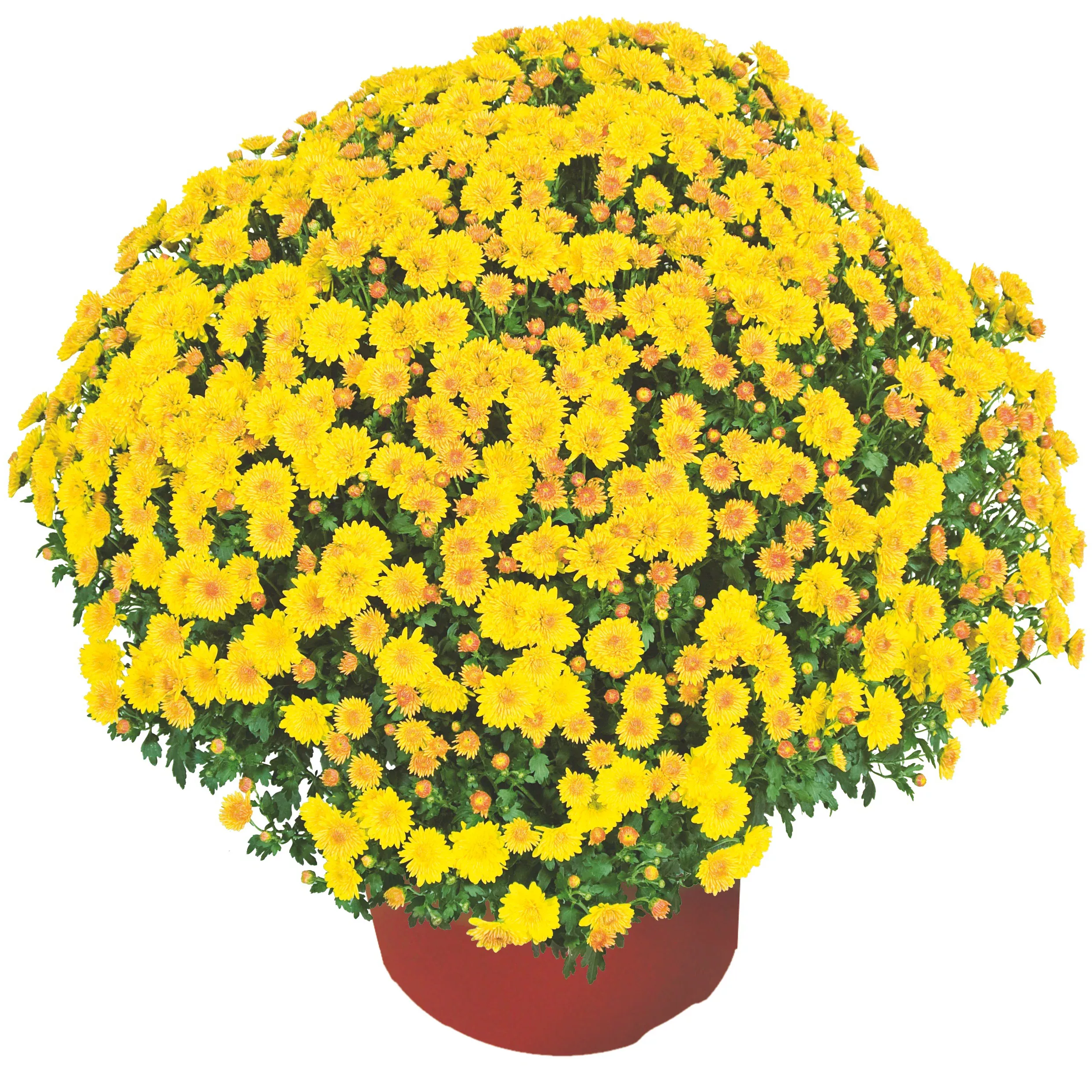 Chrysanthemum 'Cheryl™ Golden'