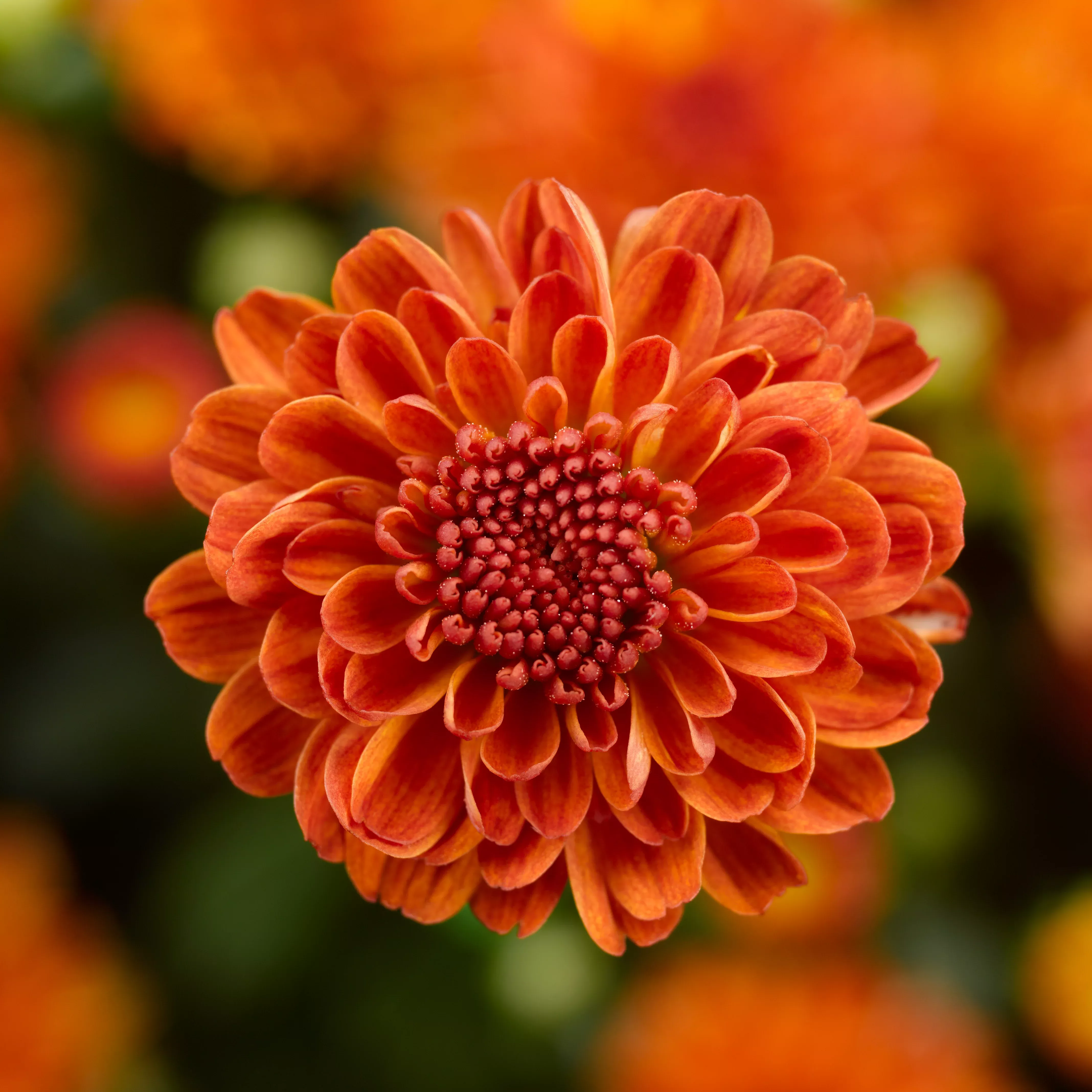 Chrysanthemum 'Gigi™ Orange'