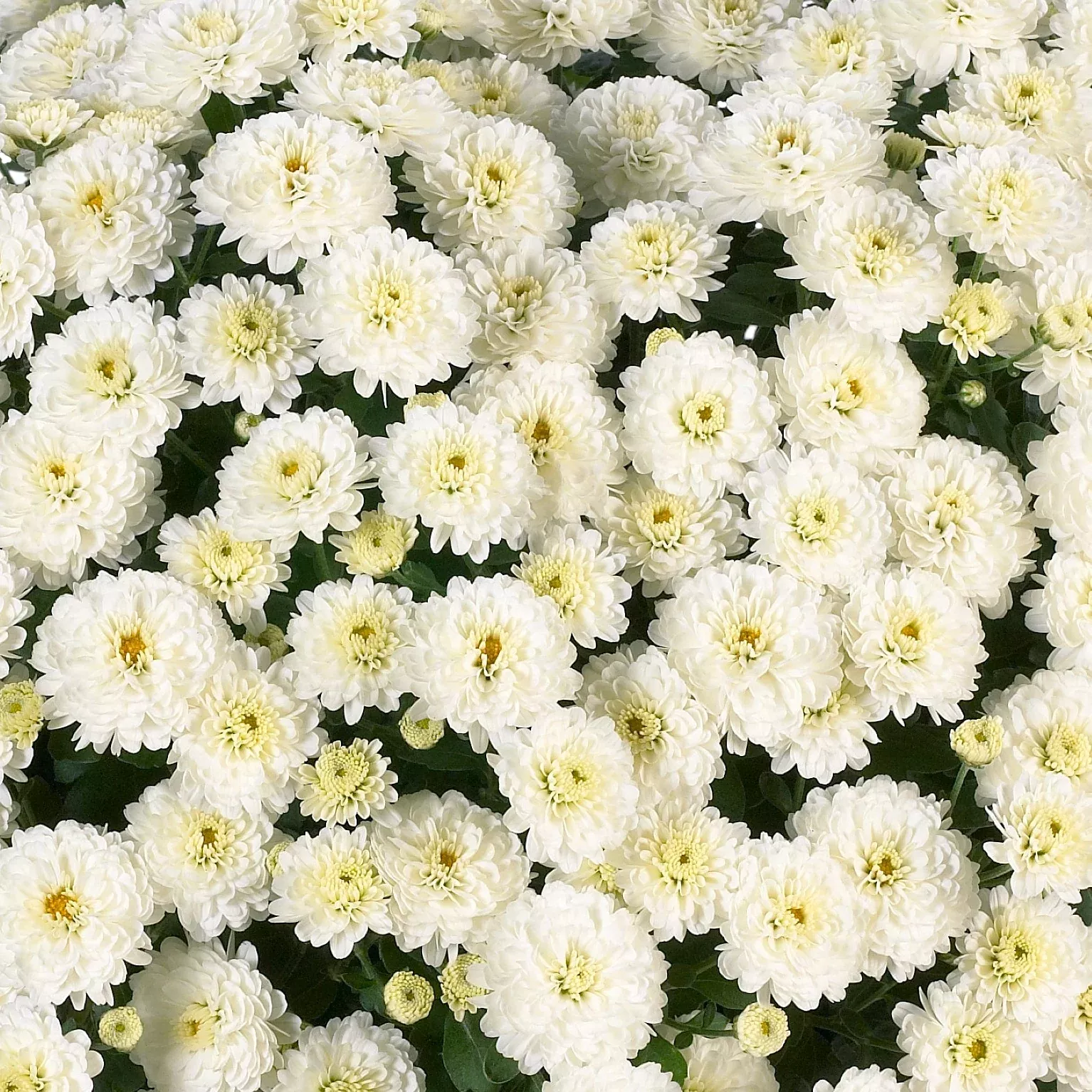 Chrysanthemum 'Gigi™ Snow'