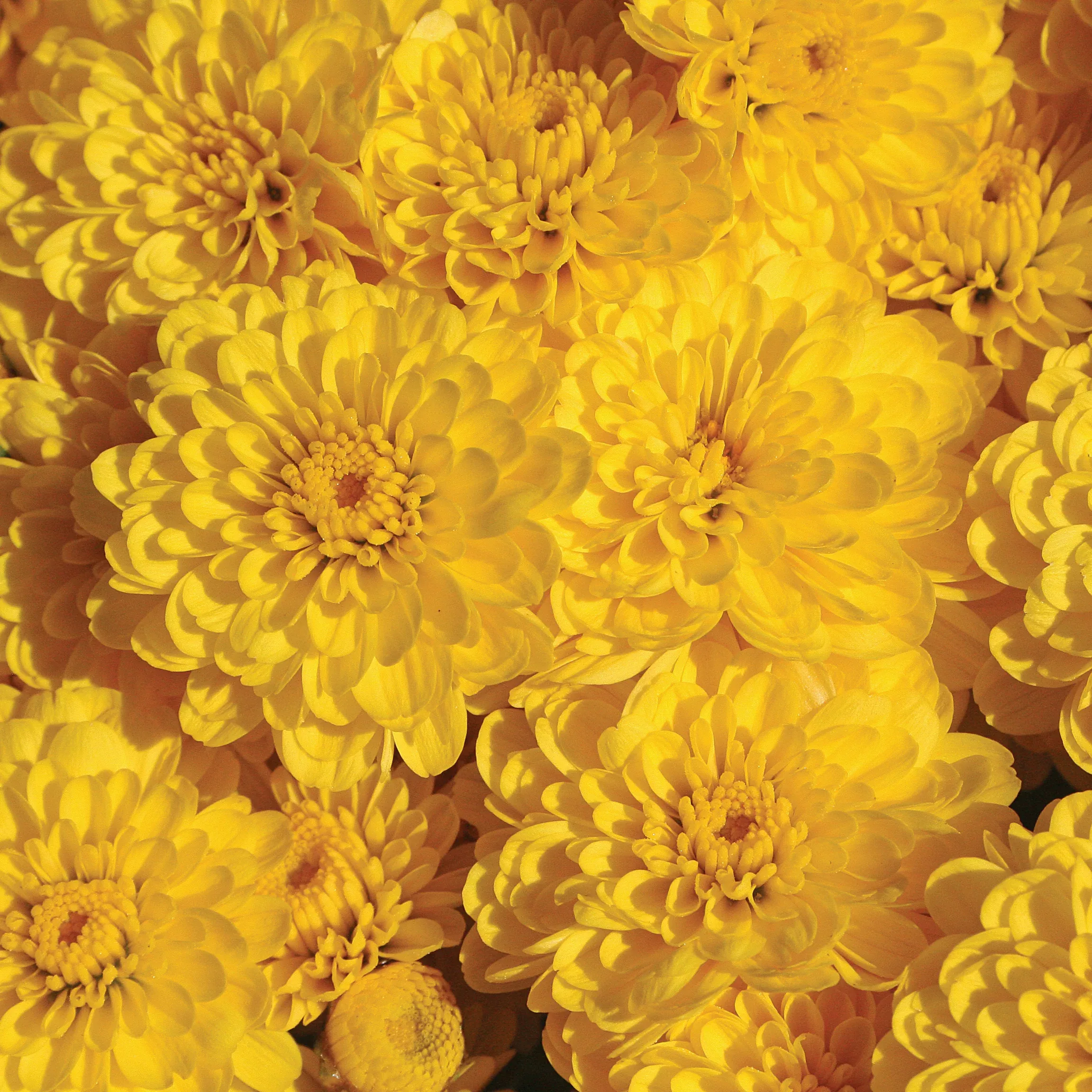 Chrysanthemum 'Gigi™ Yellow'