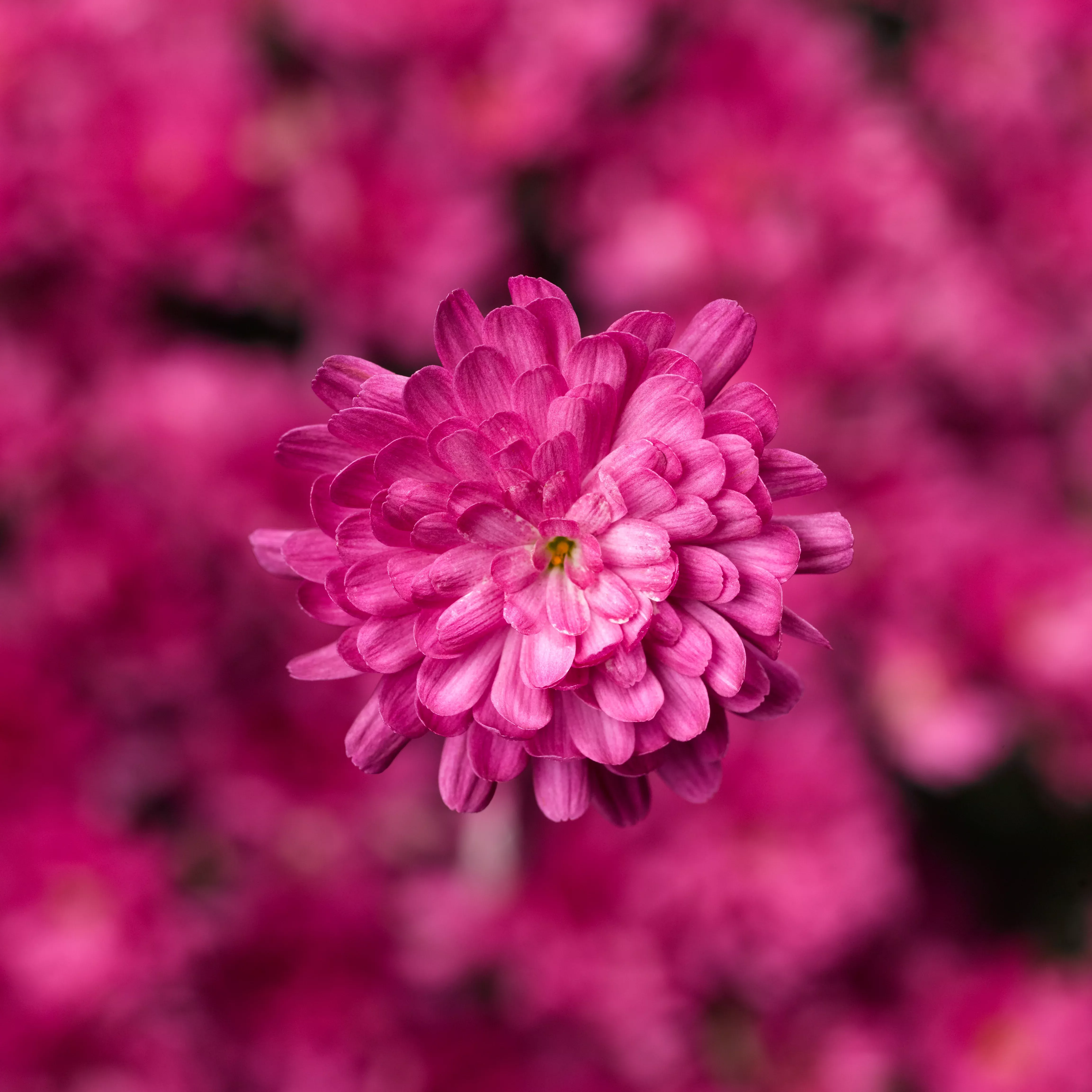 Chrysanthemum 'Jacqueline™ Pink'