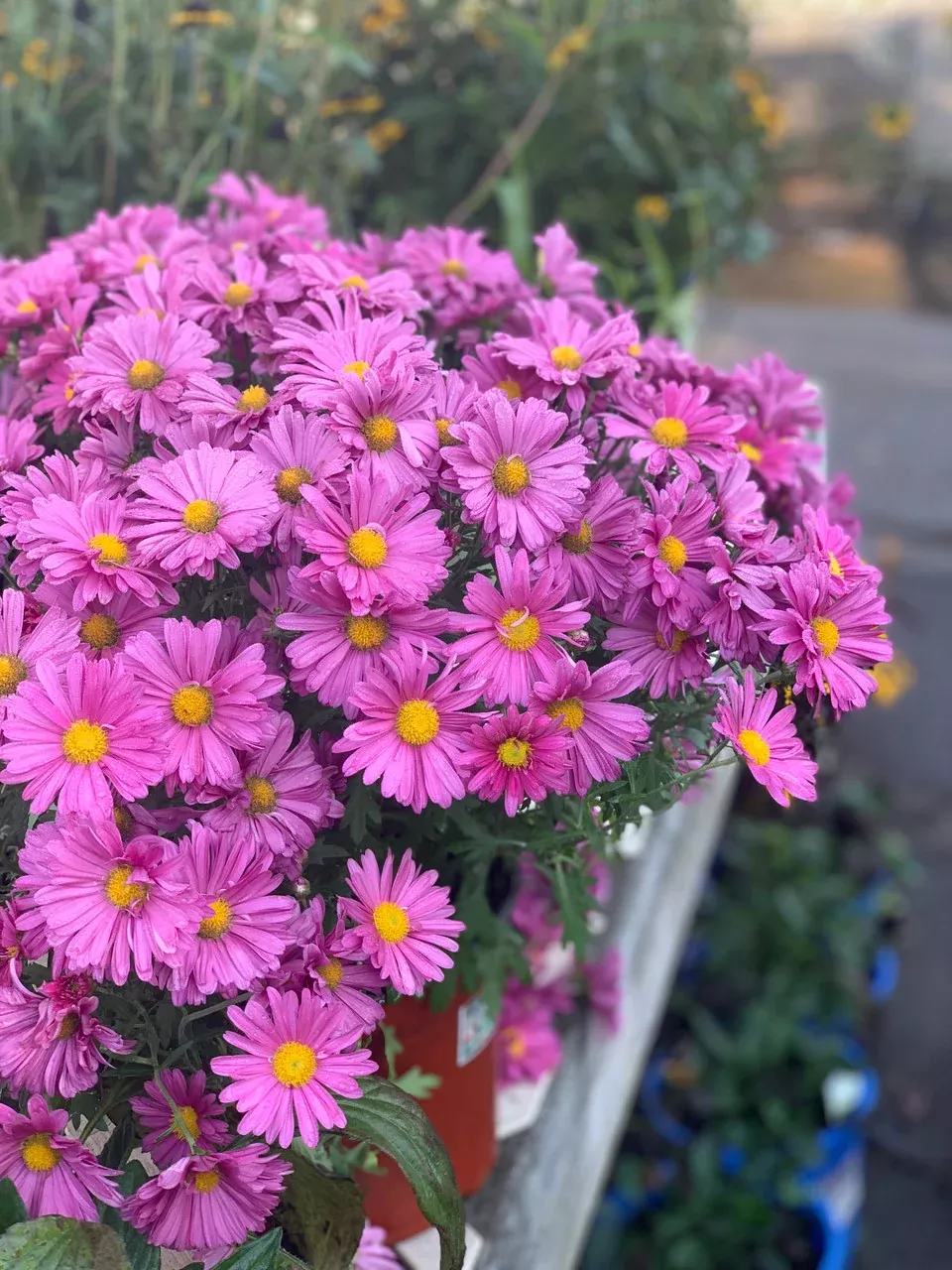 Chrysanthemum 'Mammoth™ Lavender Daisy'