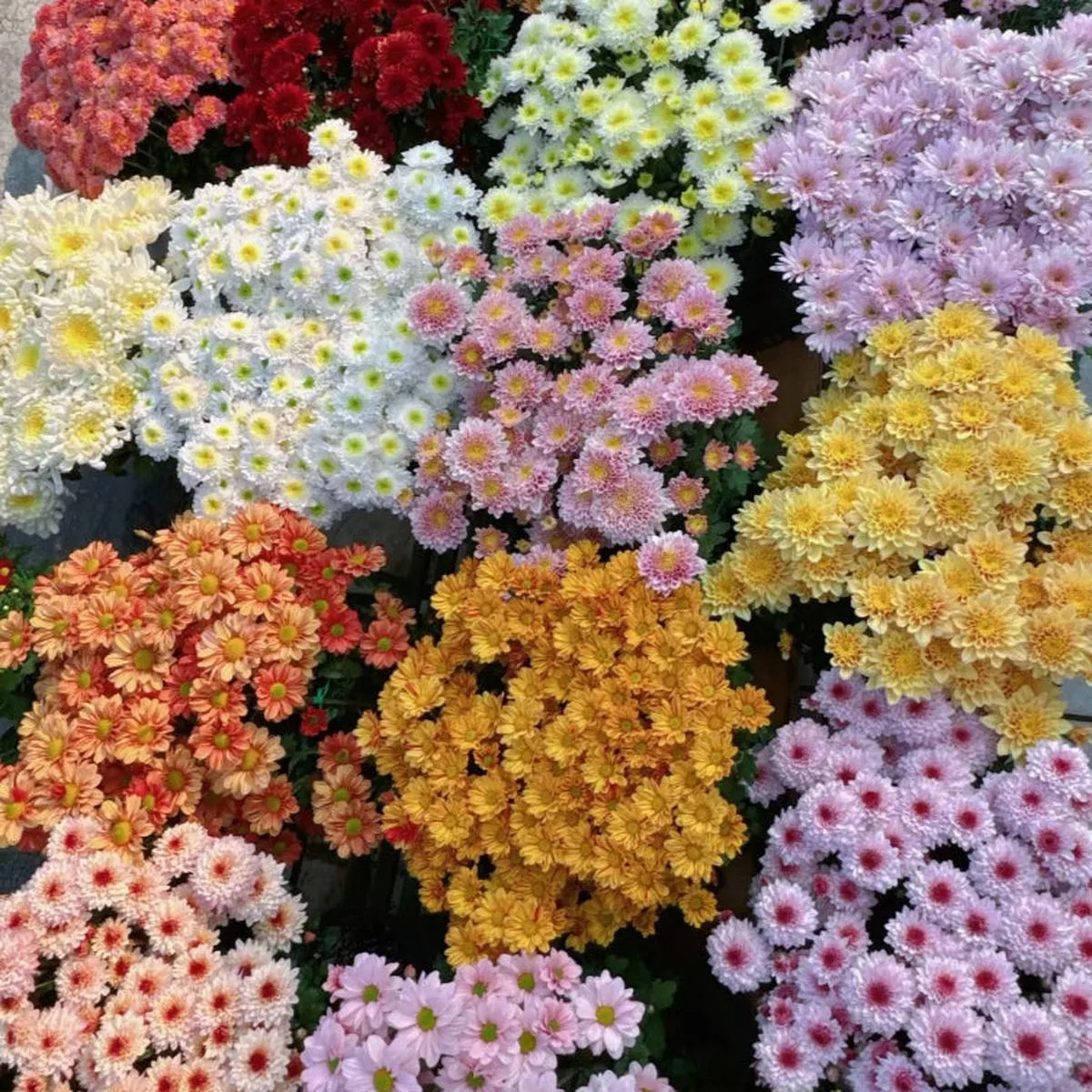 Chrysanthemum-Mini – Pink White | 10-Pot