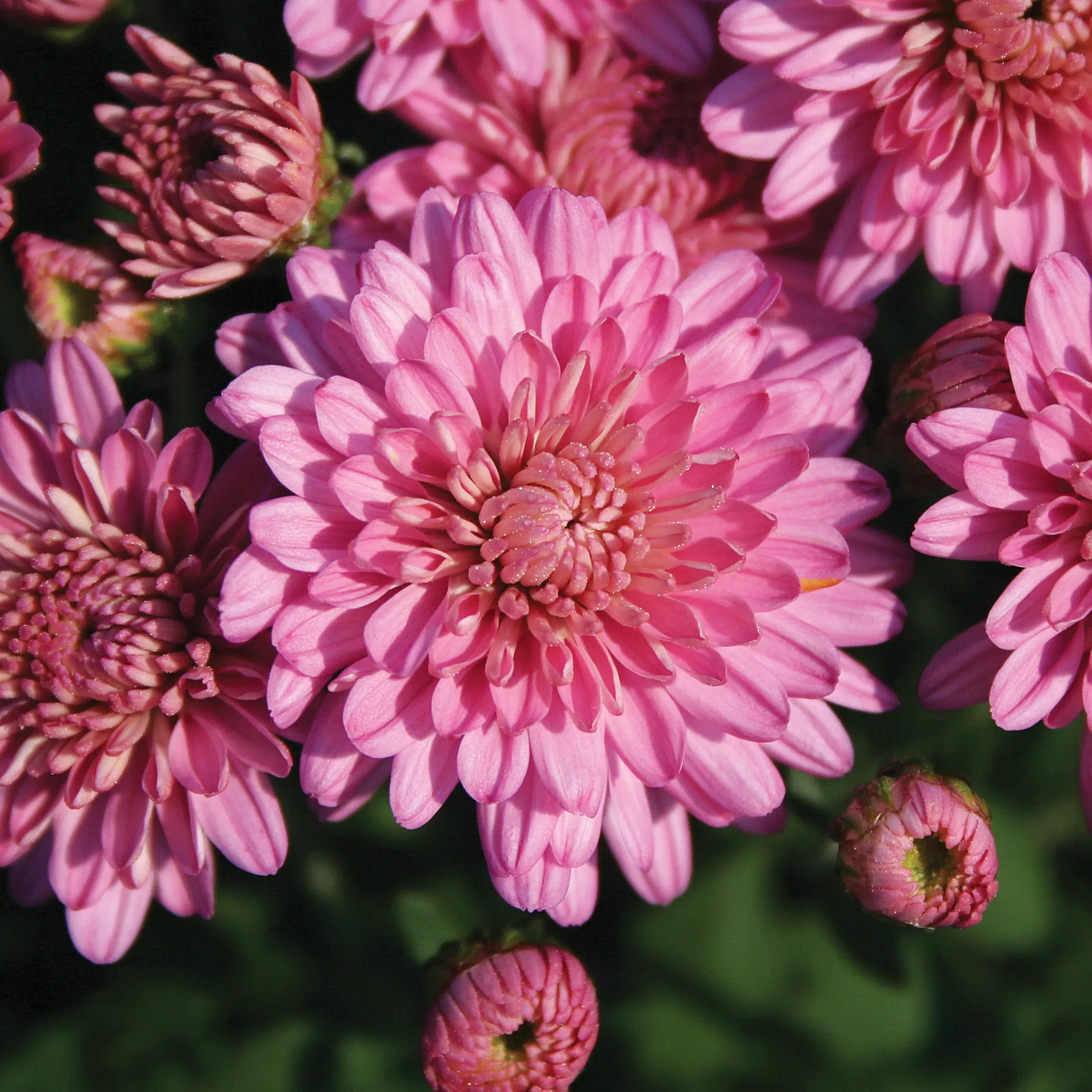 Chrysanthemum 'Ursula™ Lavender'