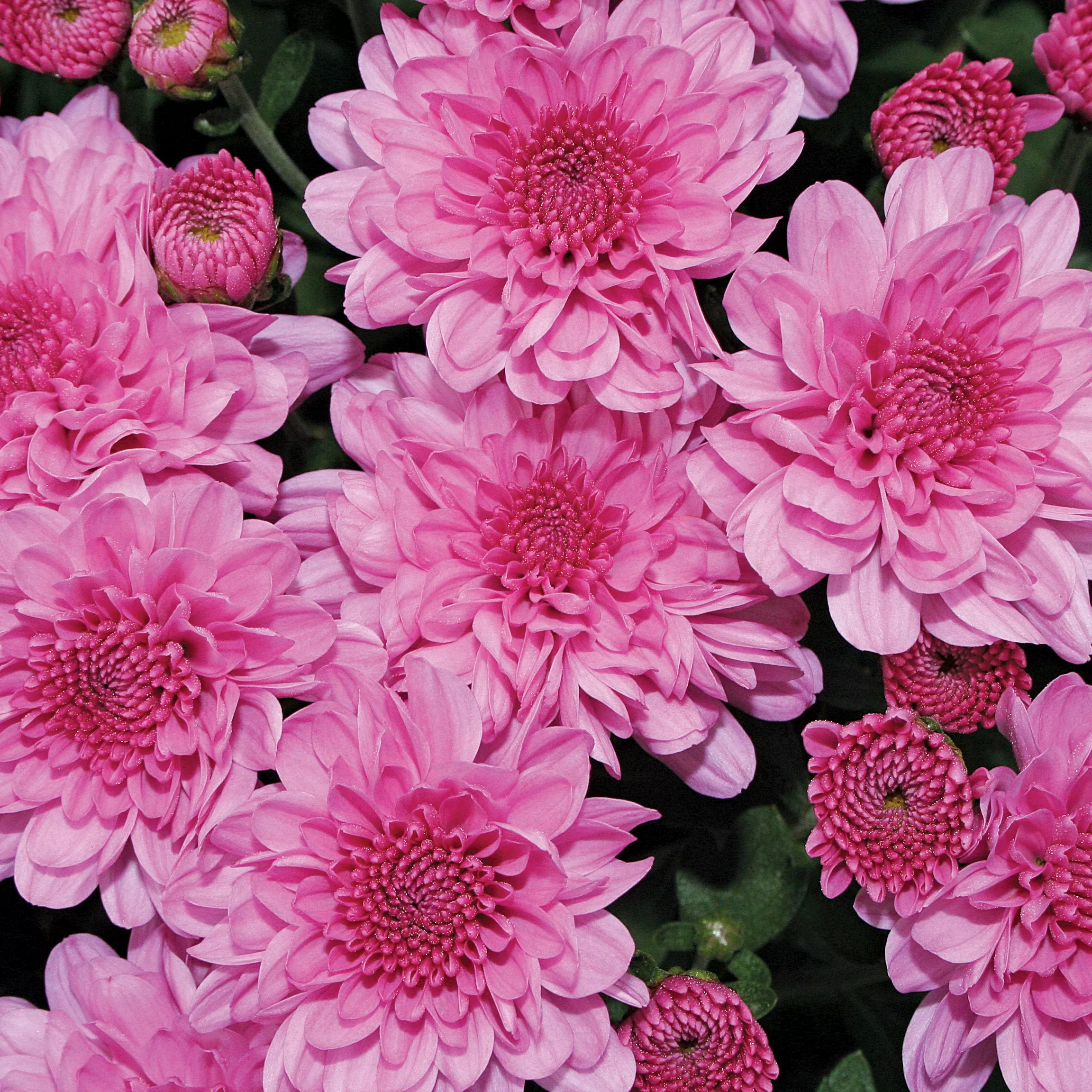 Chrysanthemum 'Wanda™ Lavender'