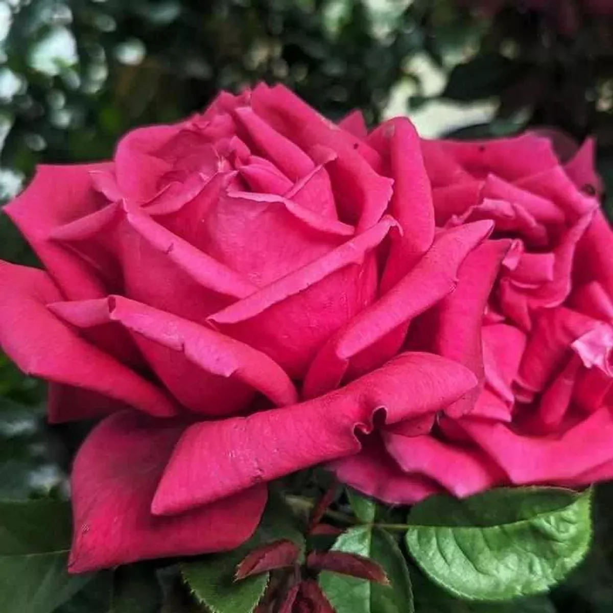 Chrysler Imperial Hybrid Tea Rose