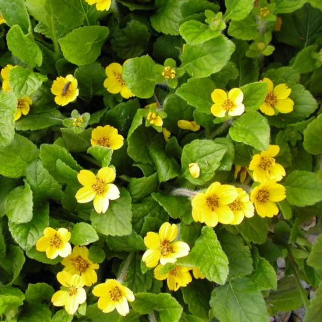 Chrysogonum Virginianum Pierre