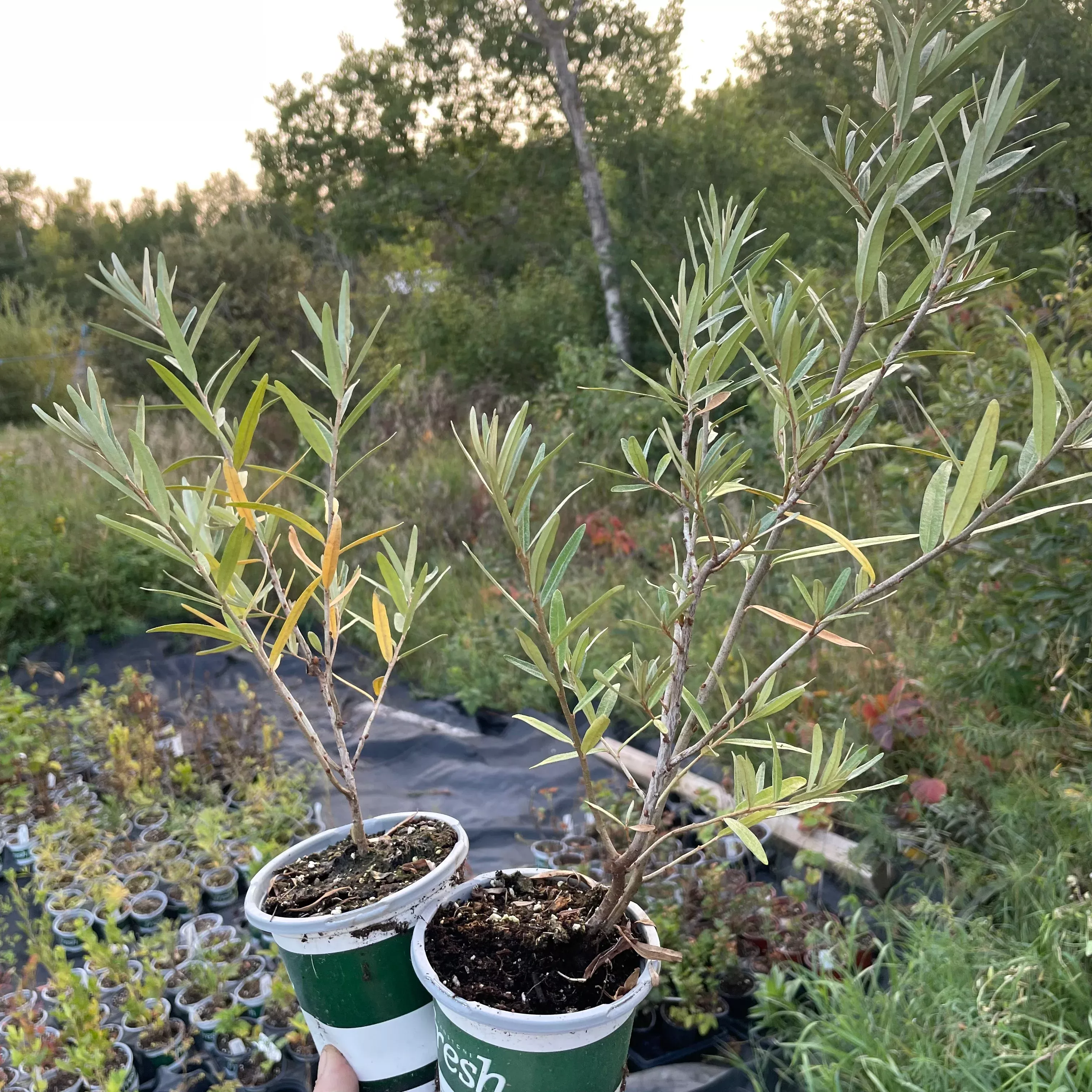 Chuyskaya Sea Buckthorn