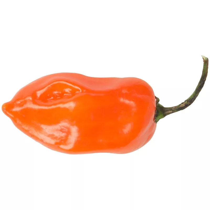 Cienfuegos Orange Pepper F1 Seeds (Capsicum annuum) Hybrid pepper producing vibrant orange fruits with sweet flavor; high yielding and great for fresh use and cooking