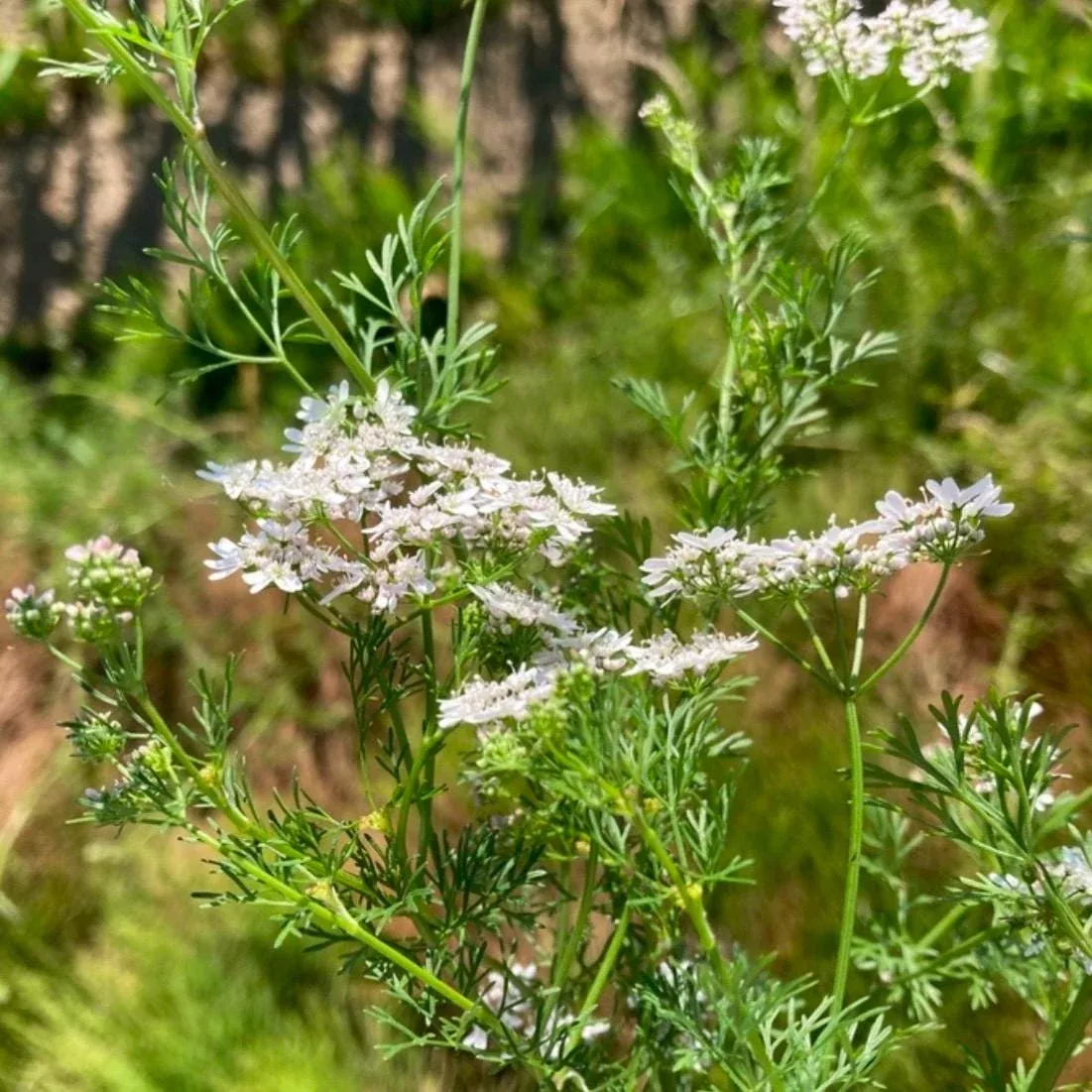 Cilantro and Coriander Seeds