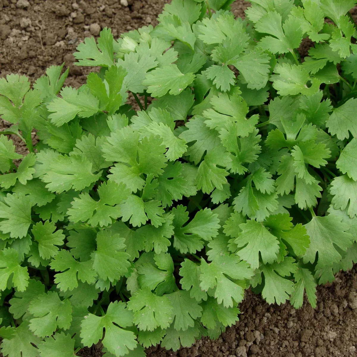 Cilantro, Slow Bolt (Coriandrum sativum)