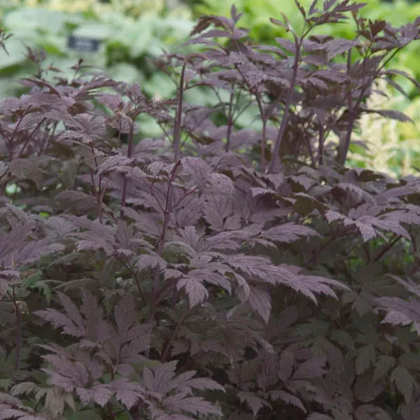 Cimicifuga ramosa 'Hillside Black Beauty'