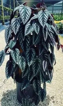 CISSUS DISCOLOR