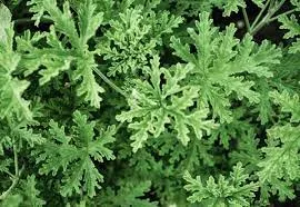 Citronella Geranium / Mosquito Plant