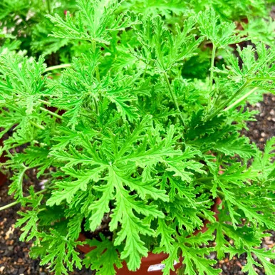 Citronella Plant